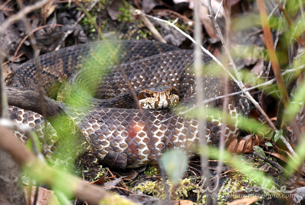 Large Cottonmouth Water Moccasin Viper coiled in the water in the Okefenokee Swamp, Georgia USA Picture