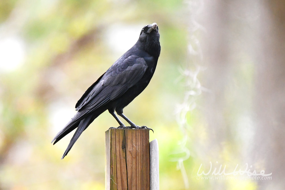 Fish Crow on a pole in the Okefenokee Swamp National Wildlife Refuge in Georgia USA Picture