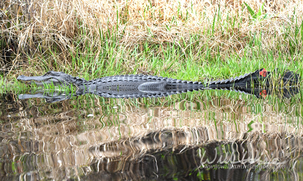 Tagged American Alligator for research in the Okefenokee Swamp National Wildlife Refuge in Georgia USA Picture