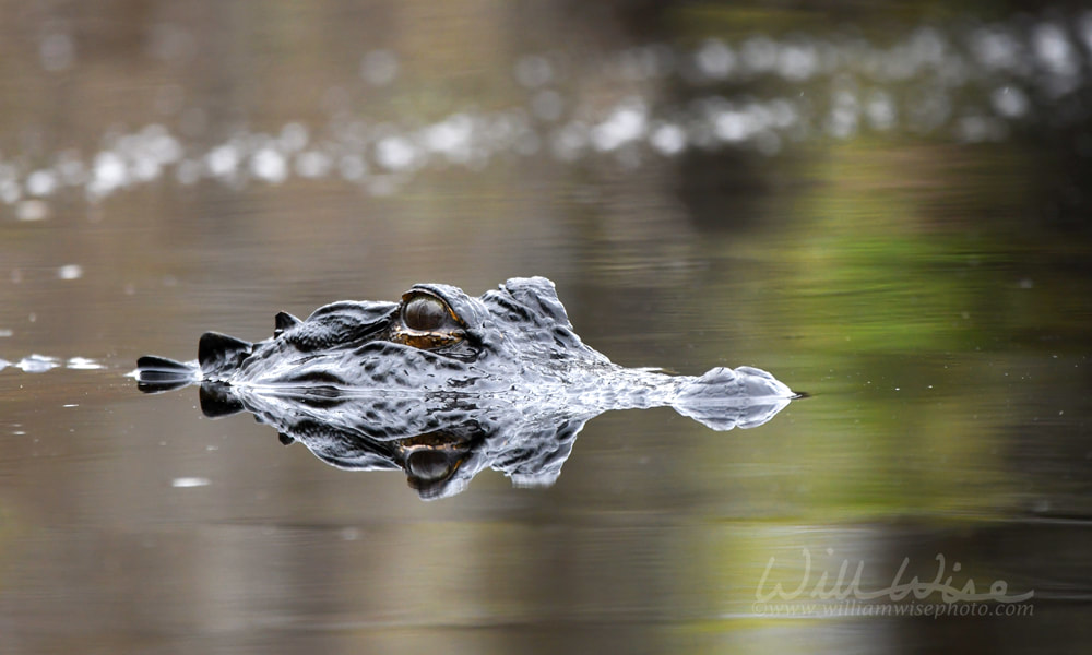 American Alligator swimming in the blackwater of the Okefenokee Swamp in Georgia USA Picture