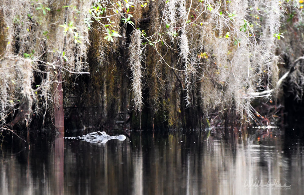 American Alligator and Spanish Moss overhang the blackwater of the Okefenokee Swamp in Georgia USA Picture