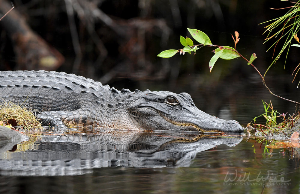 American Alligator laying on a log in the Okefenokee Swamp National Wildlife Refuge, Georgia USA Picture