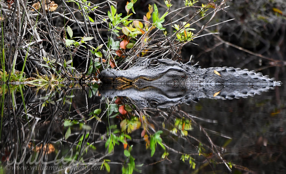 American Alligator in blackwater swamp in the Okefenokee National Wildlife Refuge, Georgia USA Picture