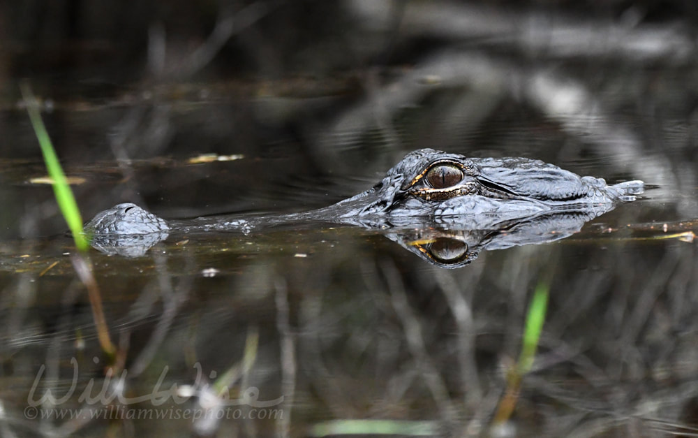 American Alligator in blackwater swamp. Okefenokee National Wildlife Refuge, Georgia USA Picture