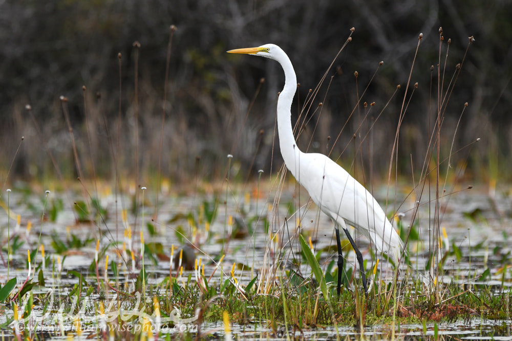 Great Egret on Chase Prairie in Okefenokee National Wildlife Refuge, Georgia USA Picture