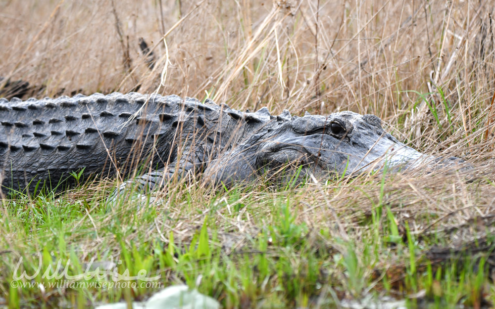 American Alligator basking on a peat blowup with Maidencane grass. Okefenokee National Wildlife Refuge, Georgia USA Picture
