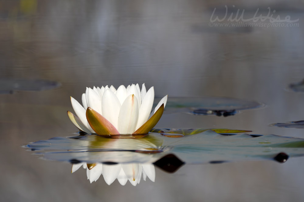 American White Water Lily pad and flower floating in Okefenokee National Wildlife Refuge, Georgia USA Picture