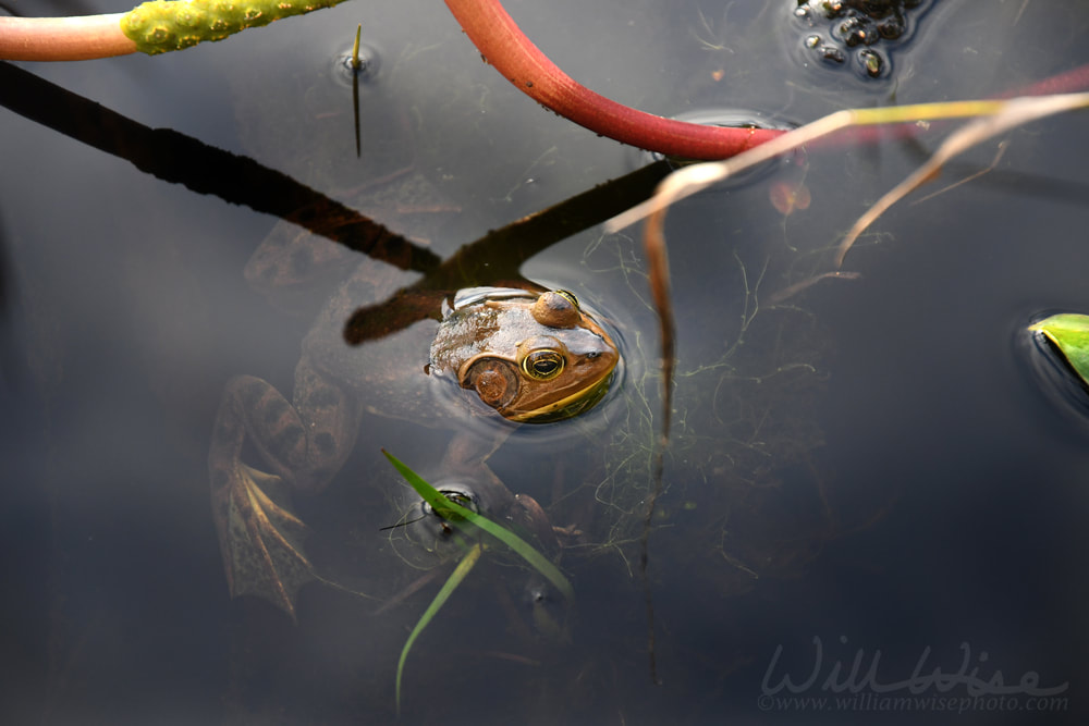 Pig Frog swimming in tannin blackwater of Okefenokee Swamp National Wildlife Refuge, Georgia Picture
