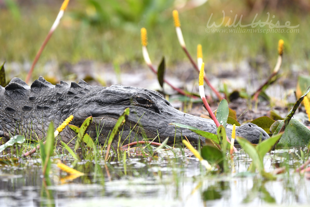 American Alligator in swamp with Golden Club; Okefenokee Swamp National Wildlife Refuge, Georgia USA Picture