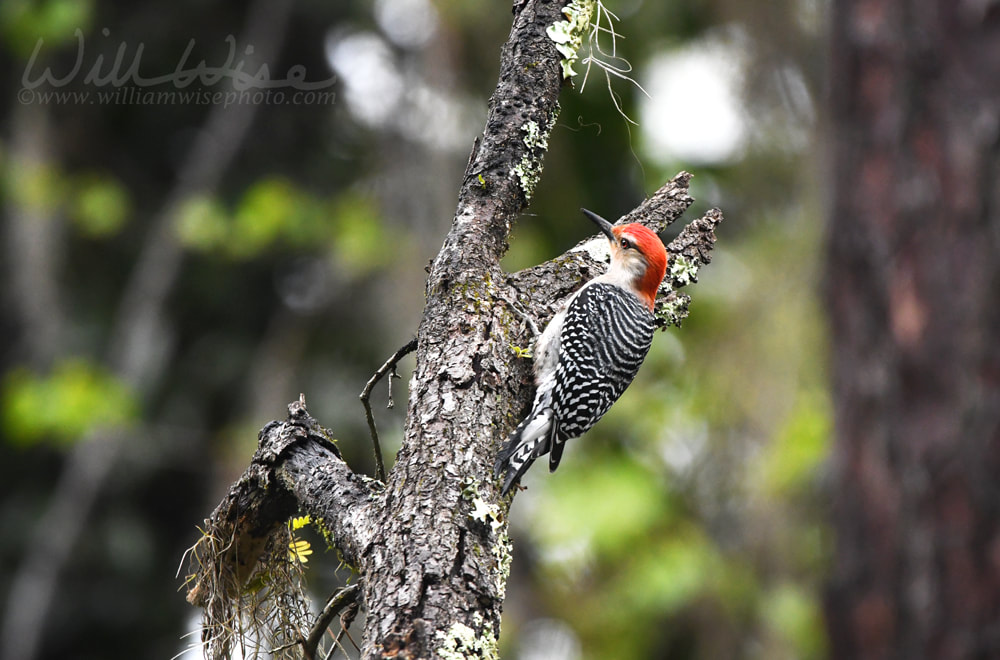 Red-bellied Woodpecker in the Okefenokee Swamp National Wildlife Refuge, Georgia USA Picture