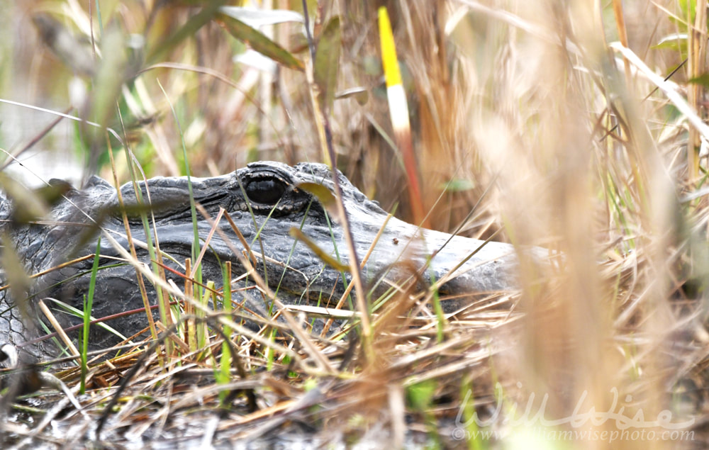 American Alligator peering from swamp grass on Chase Prairie in the Okefenokee Swamp, Georgia Picture