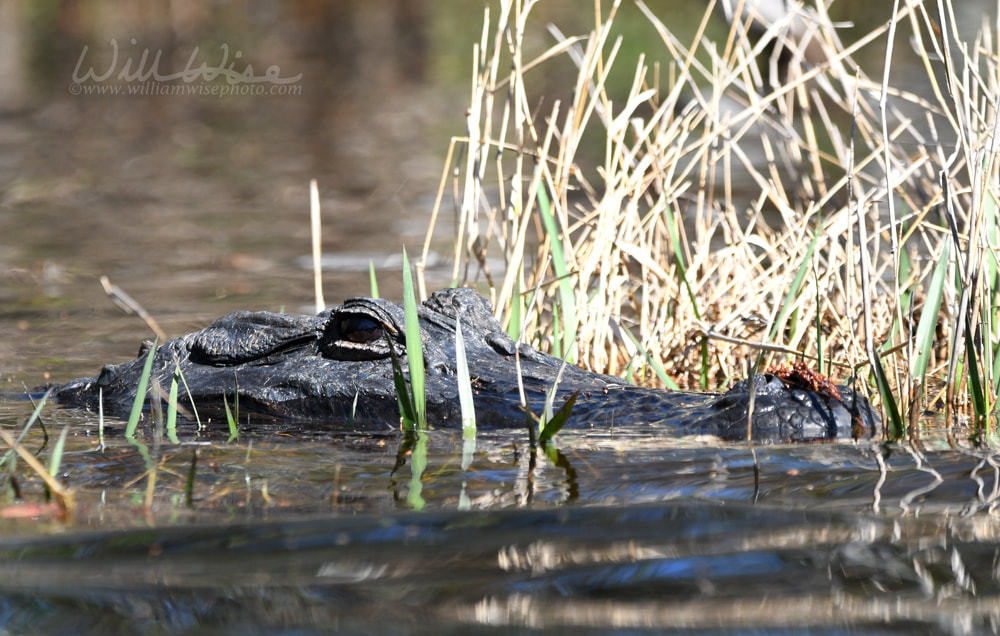 American Alligator peering from water and swamp grass in the Okefenokee Swamp, Georgia Picture