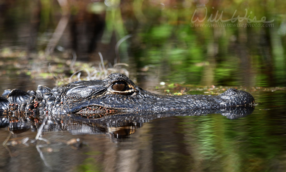 American Alligator peering from swamp blackwater in the Okefenokee Swamp, Georgia Picture