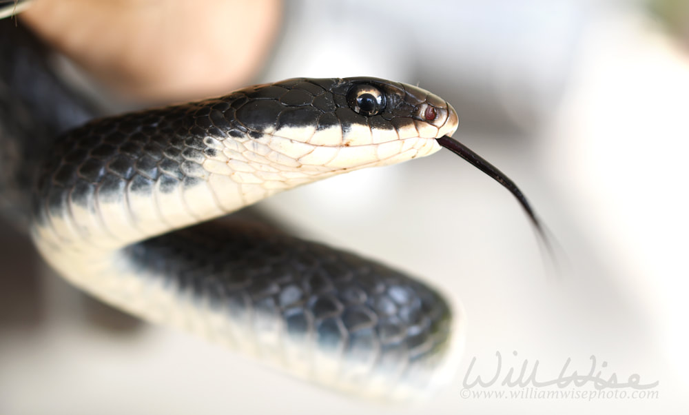 Black Eastern Racer Snake held in the hand flicking tongue Picture