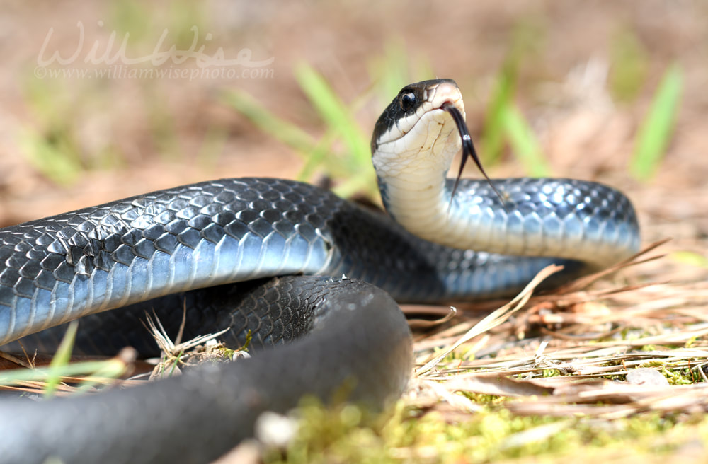 Black Eastern Racer Snake coiled in the grass flicking tongue Picture