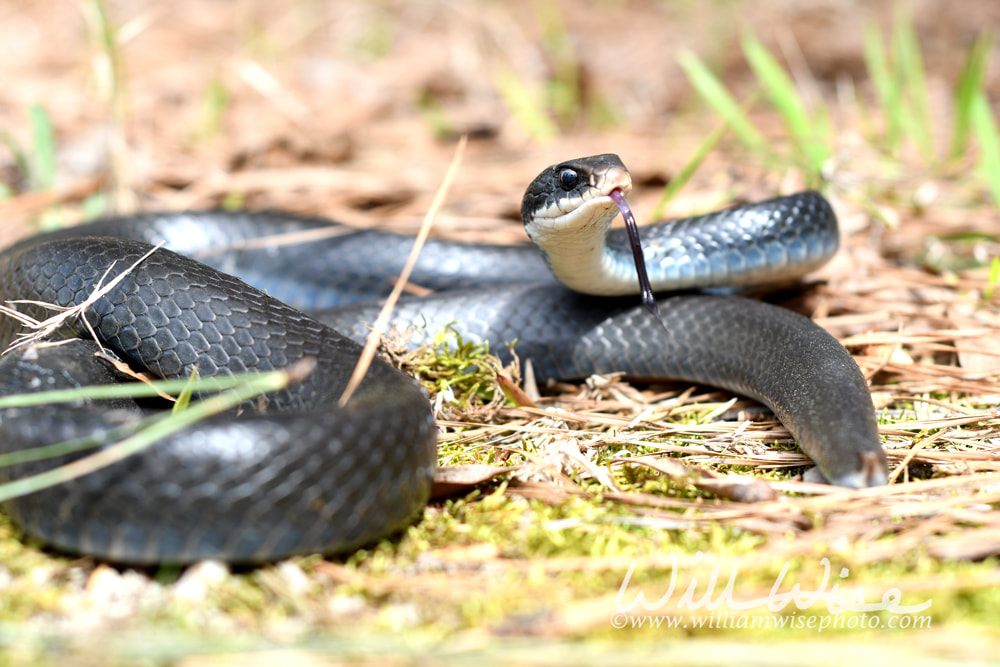 Black Eastern Racer Snake coiled in the grass flicking tongue Picture
