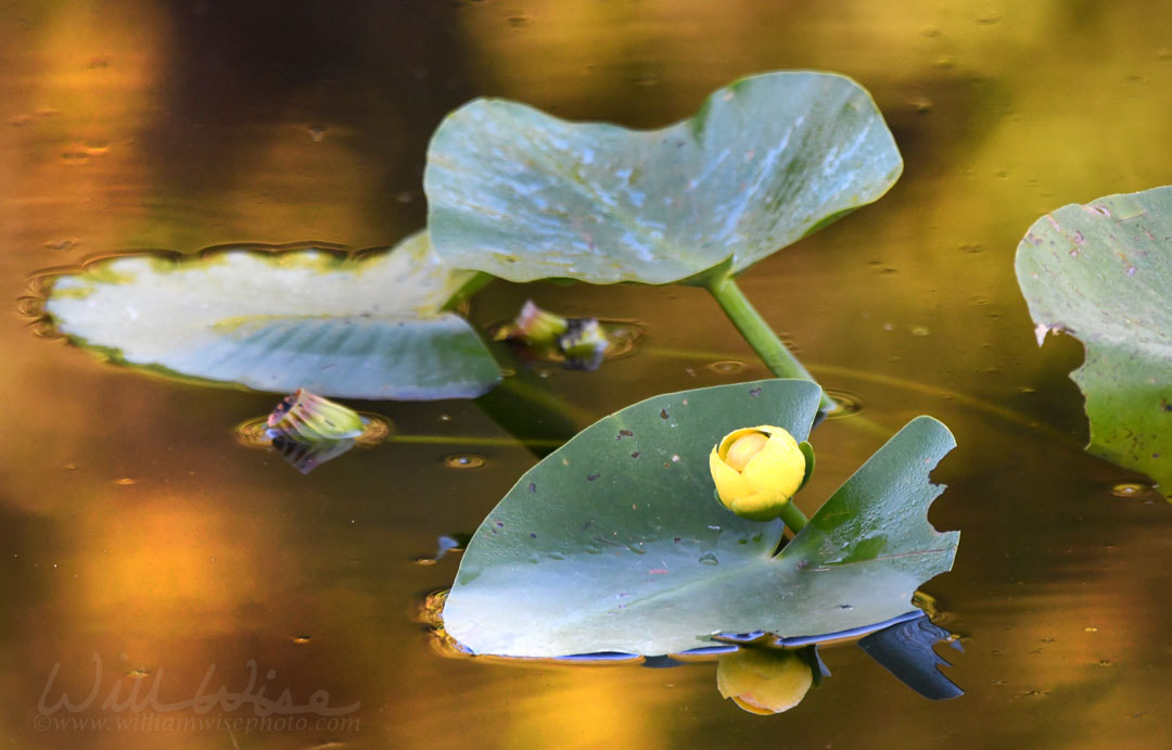 Yellow Bonnet Lily Spatterdock Picture