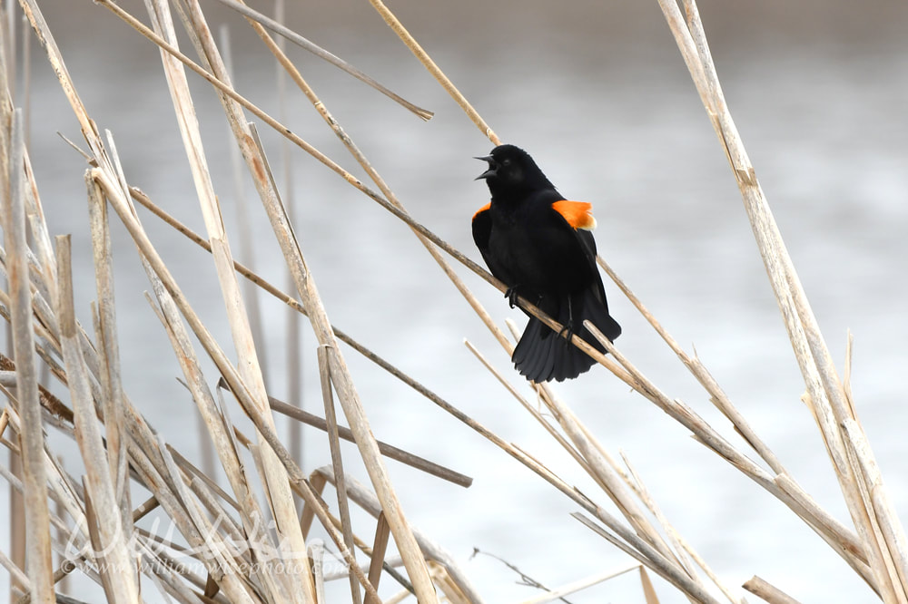Red-winged Blackbird at Exner Marsh Nature Preserve, Illinois USA Picture