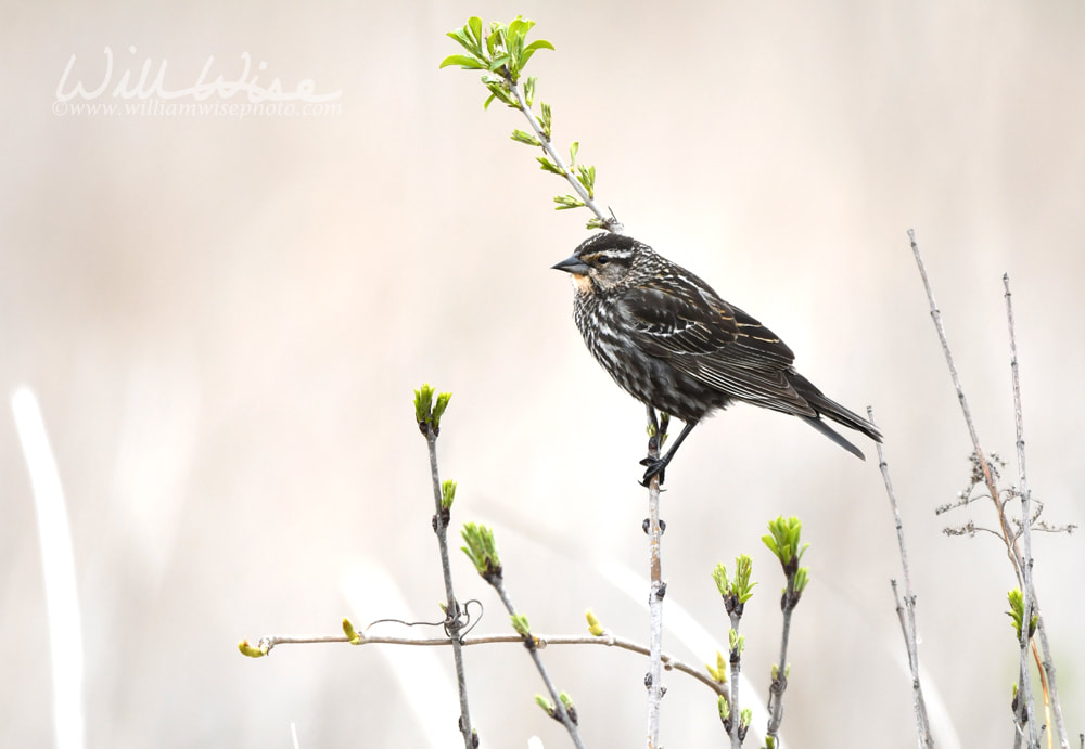 Female Red-winged Blackbird at Exner Marsh Nature Preserve, Illinois USA Picture