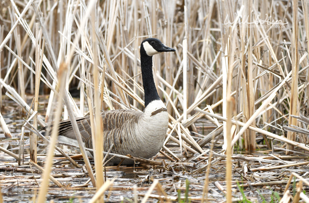 Canada Goose at Exner Marsh Nature Preserve, Illinois USA Picture