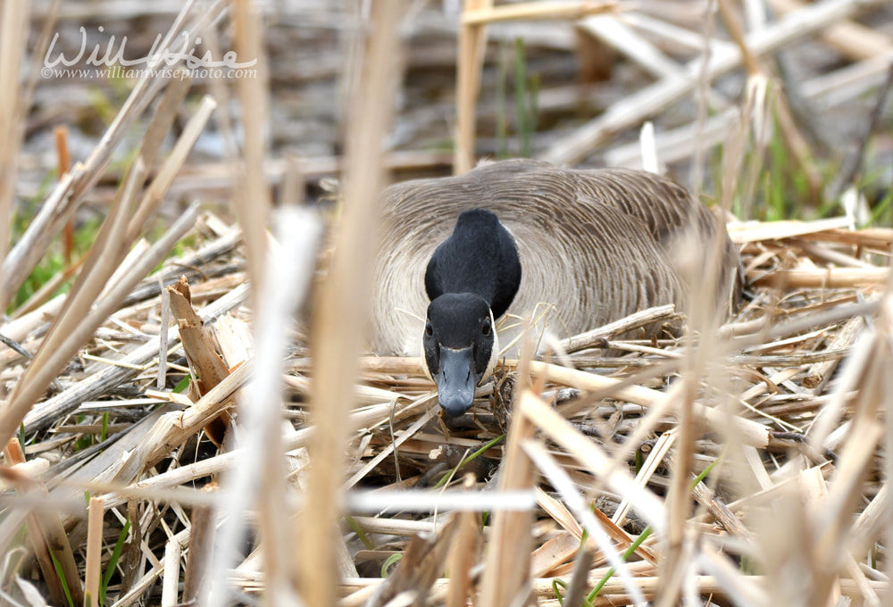 Female Canada Goose on a nest at Exner Marsh Nature Preserve, Illinois USA Picture