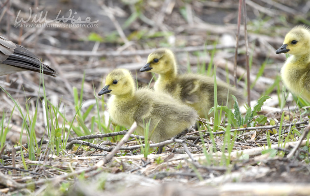 Baby Canada Goose at Exner Marsh Nature Preserve, Illinois USA Picture