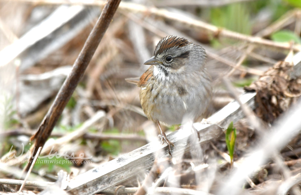 Swamp Sparrow at Exner Marsh Nature Preserve, Illinois USA Picture
