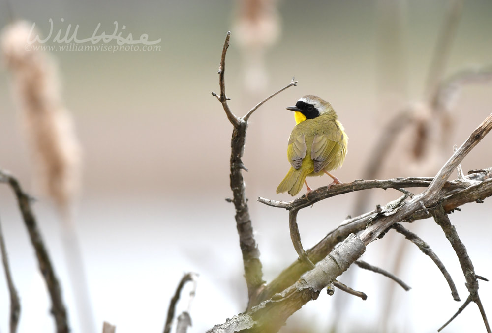 Common Yellowthroat at Exner Marsh Nature Preserve, Illinois USA Picture