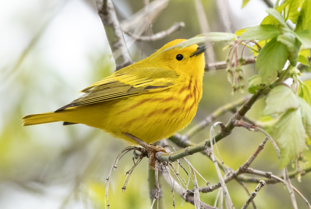 Yellow Warbler Picture