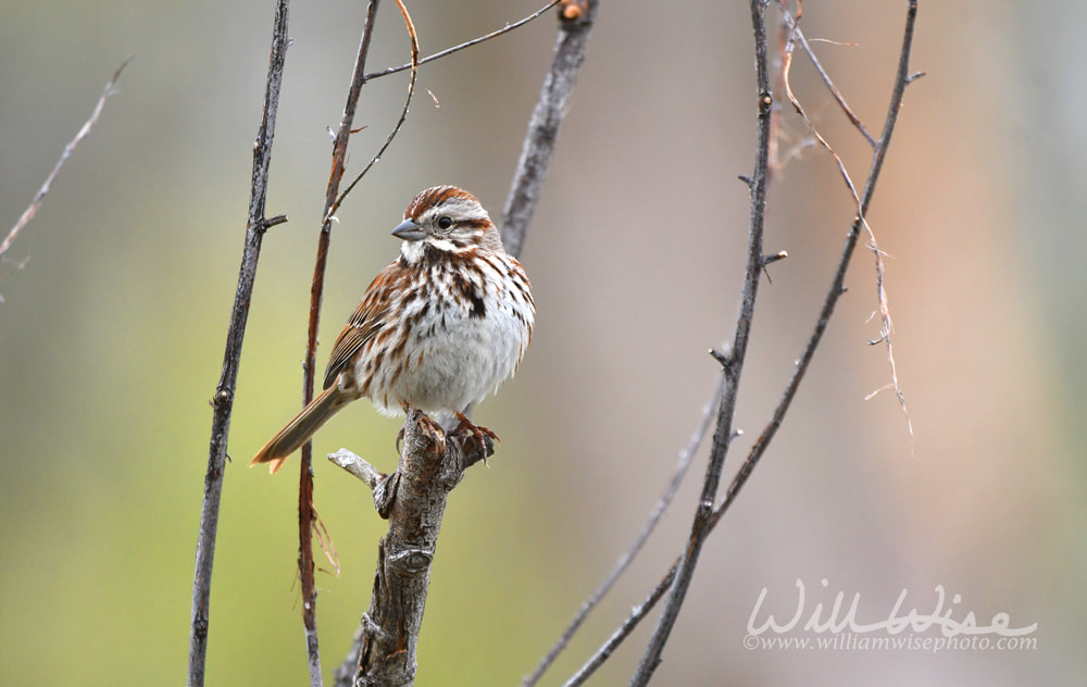 Song Sparrow bird at Exner Marsh Nature Preserve, Illinois USA Picture
