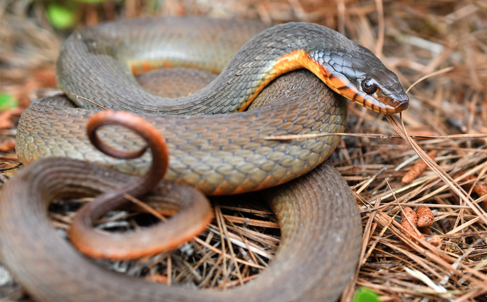 Plain Bellied Water Snake coiled Georgia USA Picture