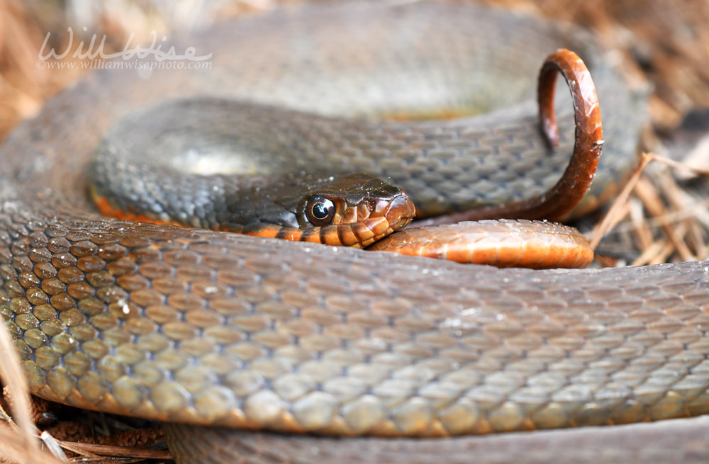 Plain Bellied Water Snake coiled Georgia USA Picture