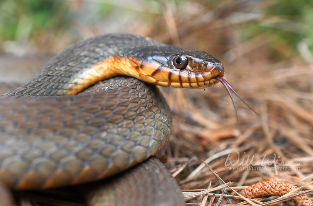 Plain Bellied Water Snake flicking forked tongue Picture