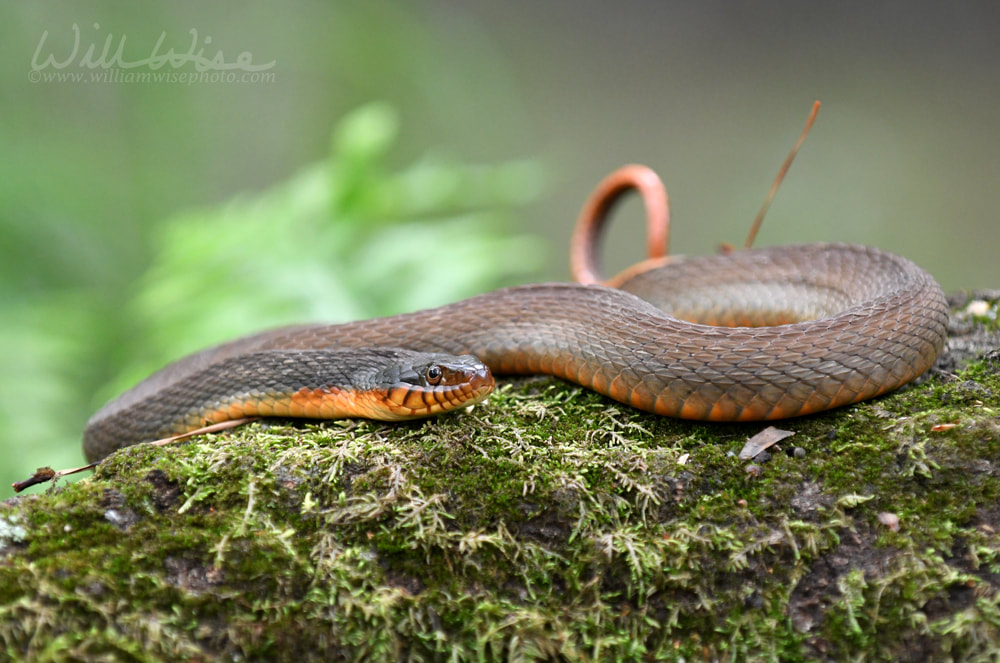 Plain Bellied Water Snake coiled on a log Picture