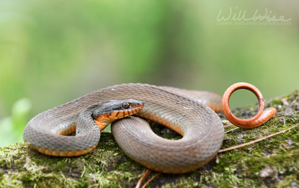 Plain Bellied Water Snake coiled on a log Picture