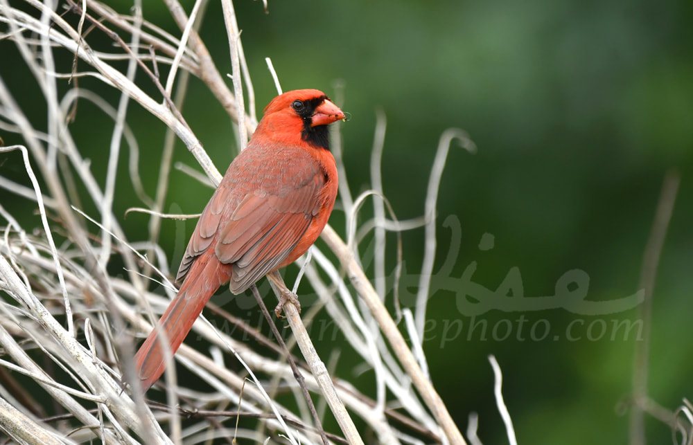 Northern Cardinal bird at Phinizy Swamp Nature Park; Richmond County, Georgia birding Picture