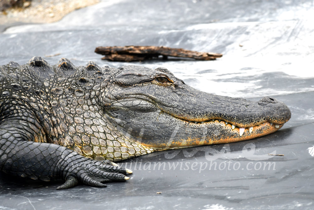 Large Alligator portrait at Phinizy Swamp Nature Park; Richmond County, Georgia Picture