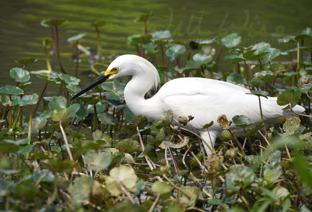 Snowy Egret fishing in the pond at Phinizy Swamp Nature Center, Augusta, Georgia USA Picture