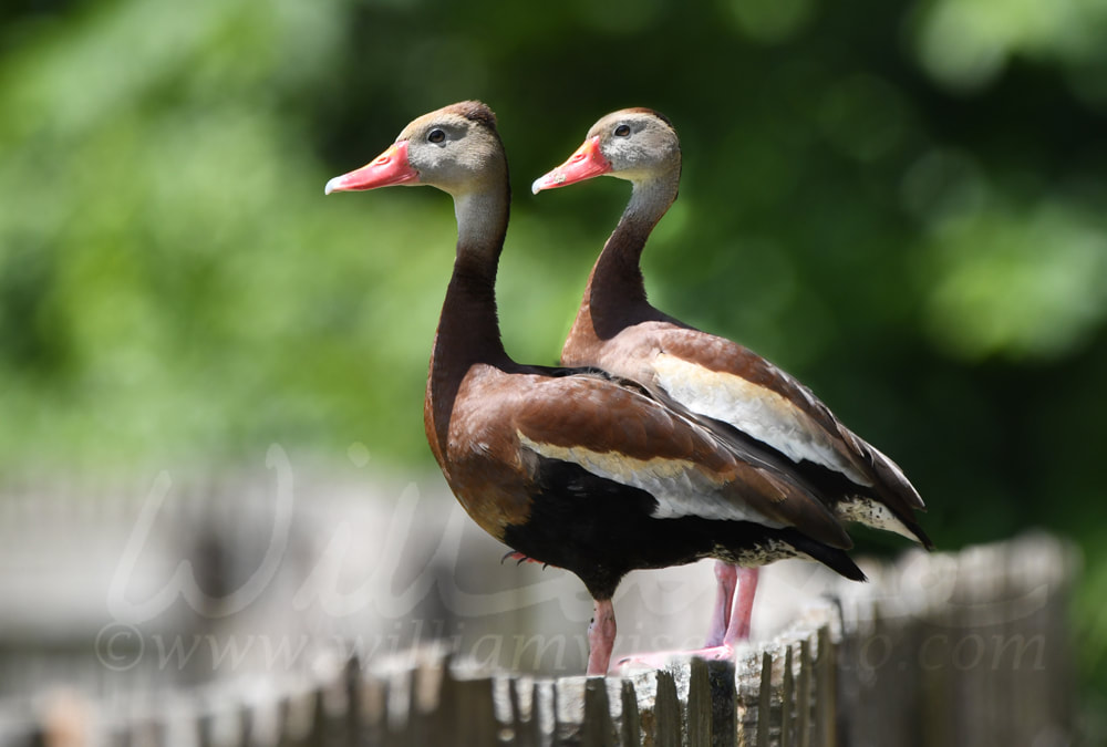 Black Bellied Whistling Ducks Picture