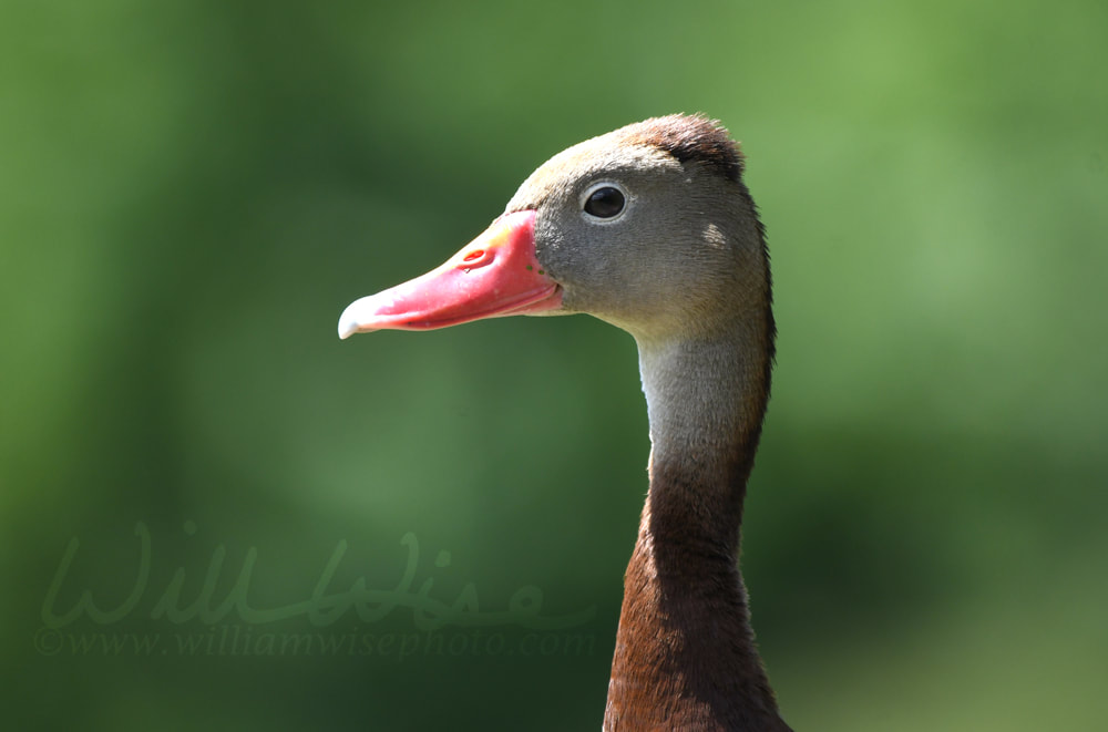Black Bellied Whistling Duck profile, Phinizy Swamp Nature Park, Georgia Picture