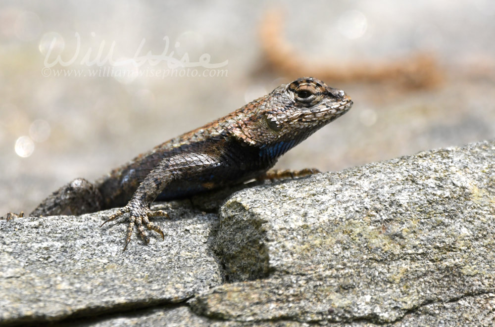 Eastern Fence Swift Lizard on a Rock in Georgia USA Picture