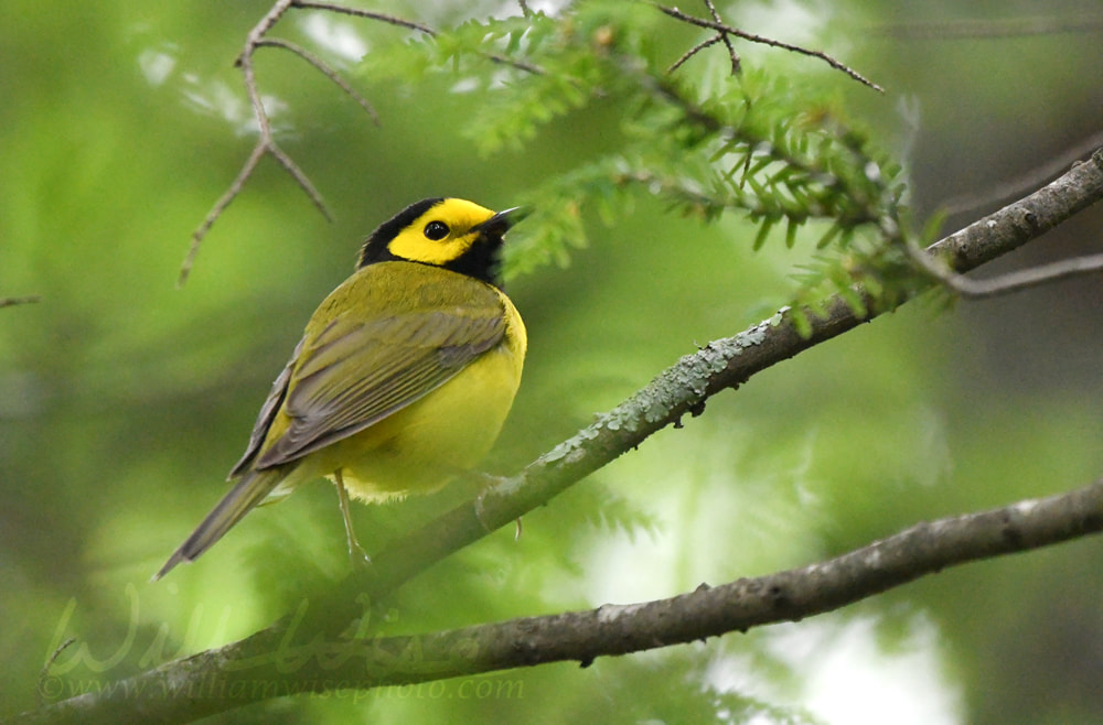 Hooded Warbler bird in the forest at Tallulah Gorge State Park, Georgia USA Picture