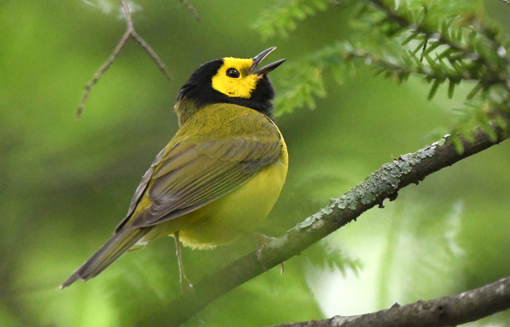 Hooded Warbler Picture