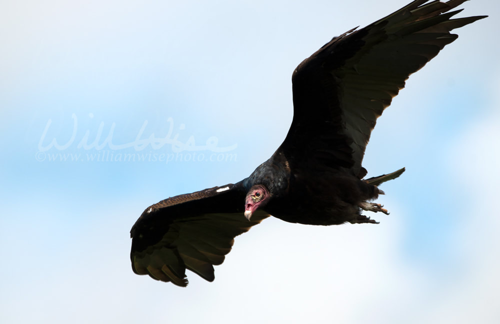 Turkey Vulture soaring at Tallulah Gorge State Park, Georgia USA Picture