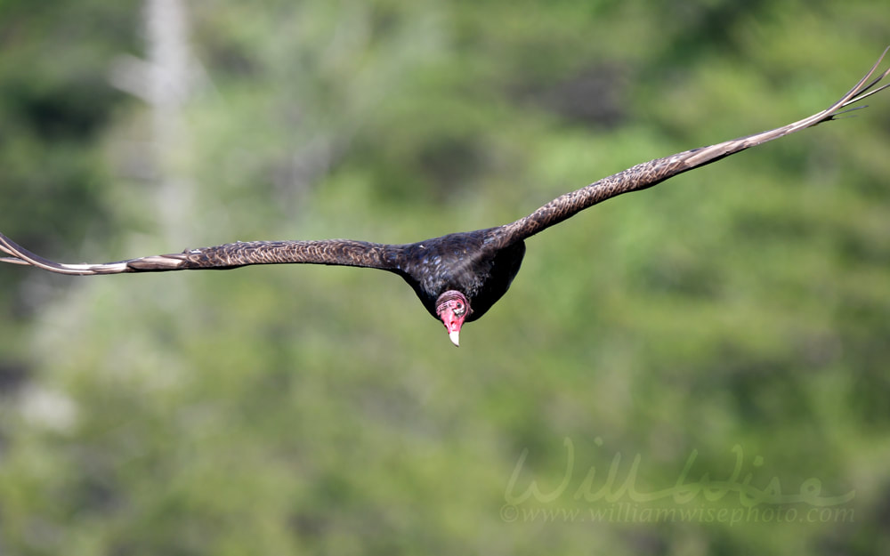 Turkey Vulture soaring at Tallulah Gorge State Park, Georgia USA Picture