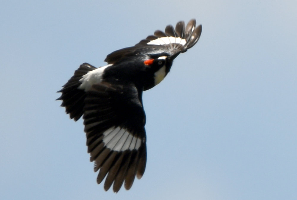 Acorn Woodpecker Picture