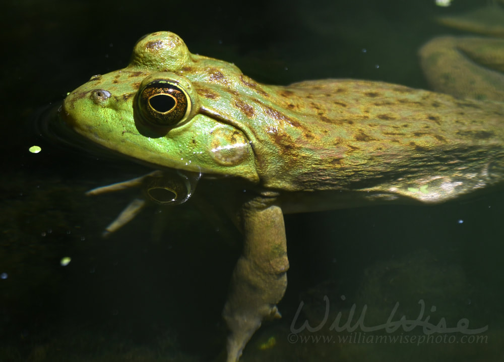 American Bullfrog Picture