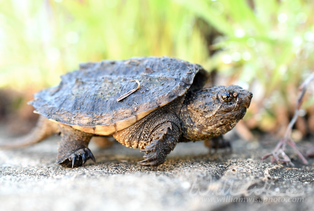 Juvenile Common Snapping Turtle Picture