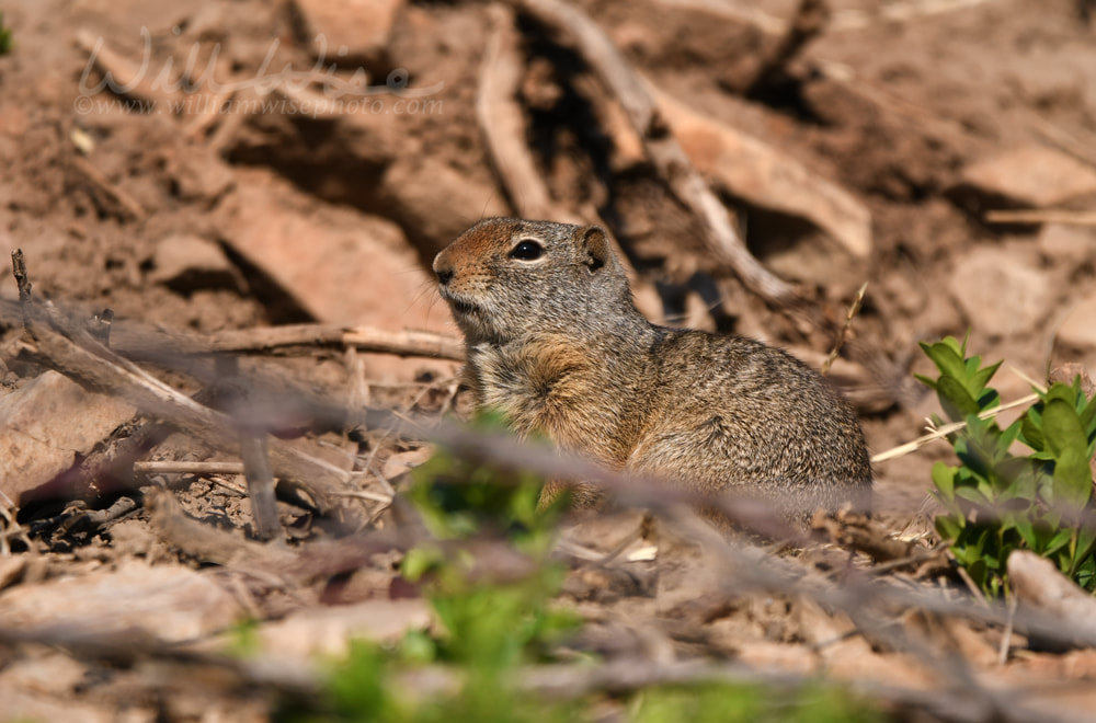 Uinta Ground Squirrel, Utah Picture