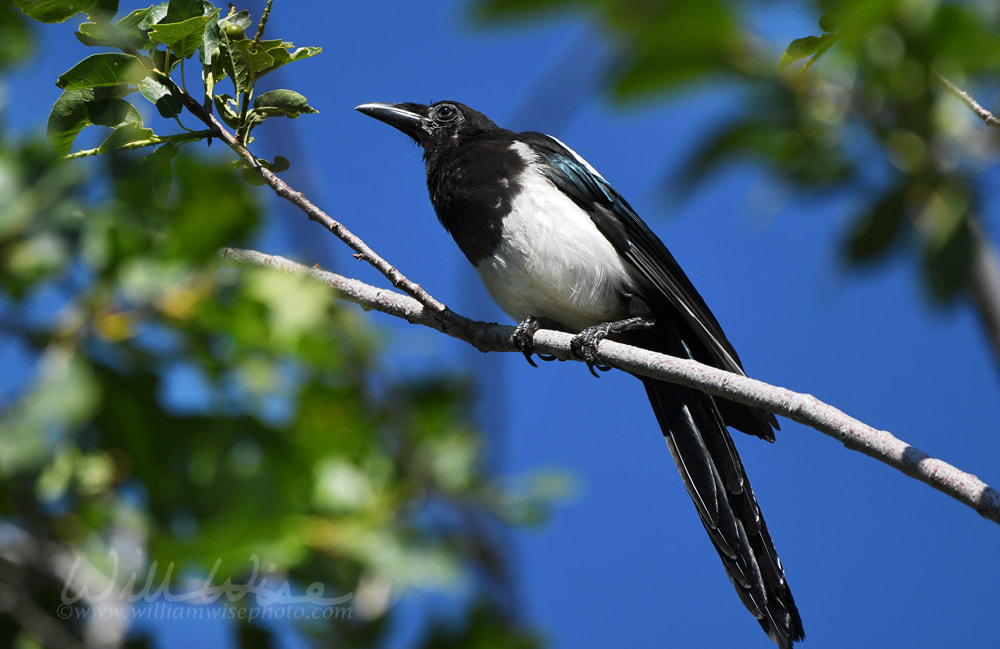 Black billed Magpie bird, Park City, Utah USA Picture